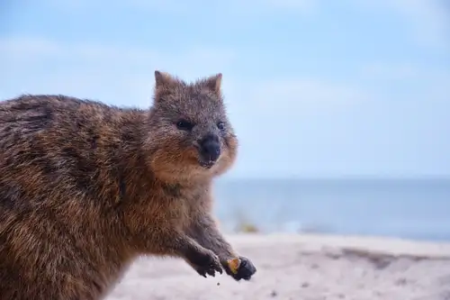 Rottnest Island