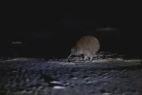 Stewart Island Wild Kiwi Experiences