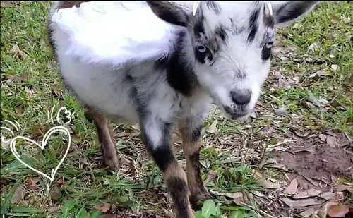 Boutique Farm Experience for Families in Houston
