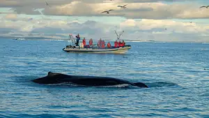 Premium Whale and Puffin Watching Tour in Reykjavik