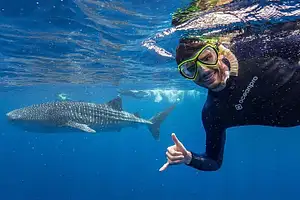 Deluxe Swim with Whale Sharks Tour | Departing Exmouth