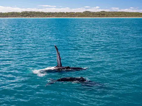 New South "Whales"