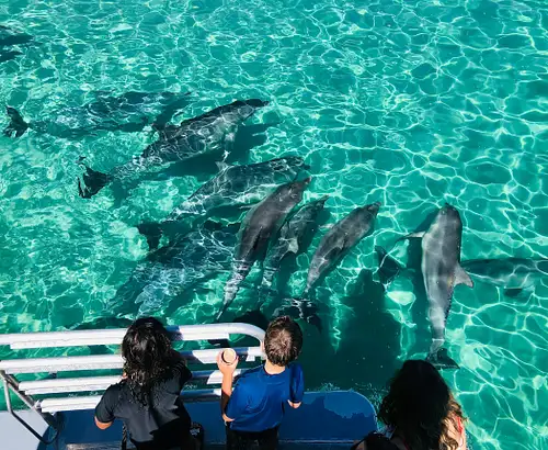 Kangaroo Island 75-Minute Ocean Safari