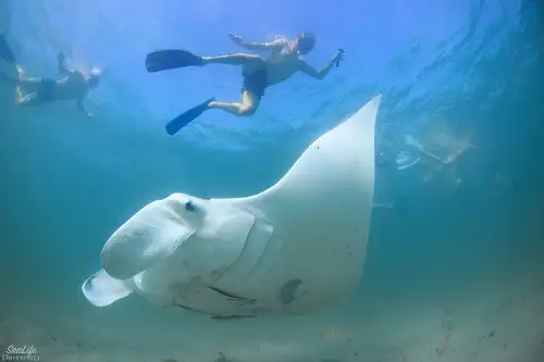 Marine Eco Safari with Manta Rays