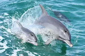Dolphin Cruise & View Tour.jpg