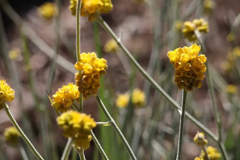 Nilgen Nature Reserve wildflower tour