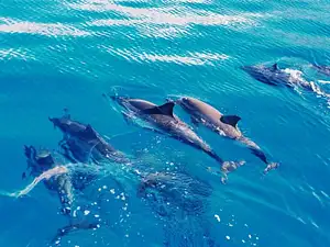 Swim with Dolphins